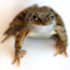 Animals5_thumb